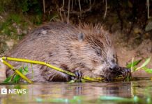 La rapina alla fauna selvatica di Kent