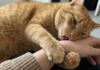 Why Your Cat Bites You During Petting: Decoding Feline Overstimulation